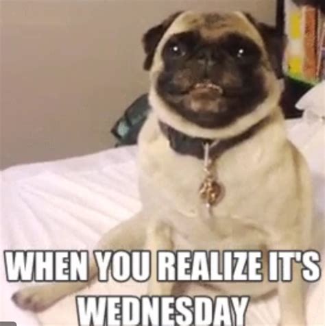 Wednesday Meme Dog