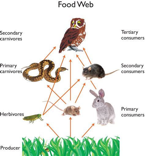 Food Chain On Pinterest Food Chains Food Webs And Food Chain Activities