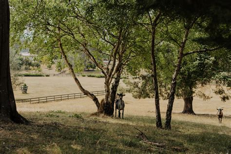 Our Top Five Tips For Choosing a Rural Lifestyle Property - Harrison Agents