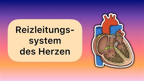 Das Reizleitungssystem Des Herzen YouTube