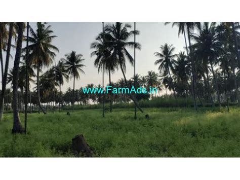 Acre Coconut Farm For Sale Near Maddur Kms From Mandya Maddur