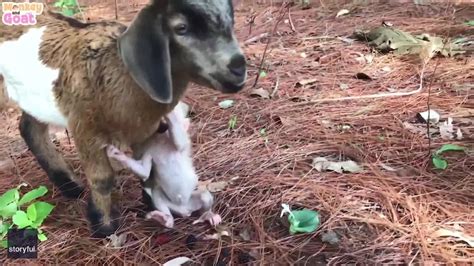 Baby Monkey Rides on Goat's Back as Pair Feast on Berries