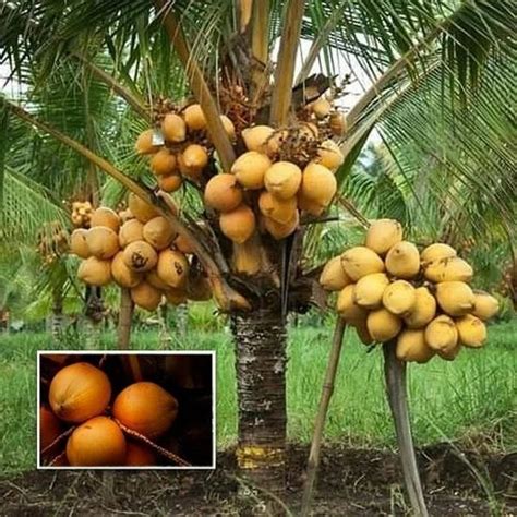 Full Sun Exposure Clay Hybrid Coconut Plant For Garden At Rs 800 Piece