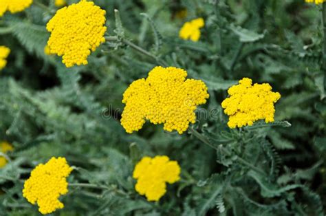 La Milenrama Amarilla Florece Planta Verde Del Arbusto Del Campo