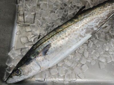 Japanese spanish mackerel (Sawara) | Basic Sushi Knowledge - Sushi University