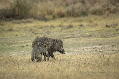 Two Wild Male Indian Boar or Andamanese Pig or Moupin Pig or Sus Scrofa ...