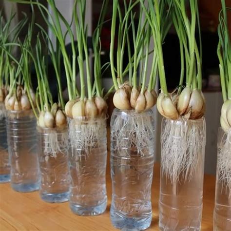 Cómo cultivar ajos en agua Guía paso a paso