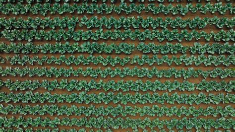 Aerial View of a Field of Cabbage · Free Stock Photo