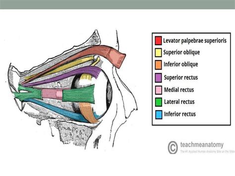 Anatomy of sclera