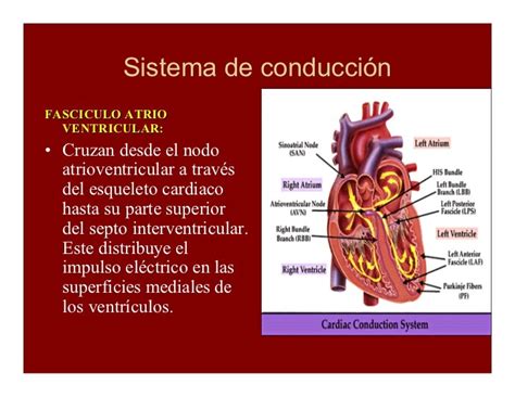 Sistema De Conducción Cardiaca