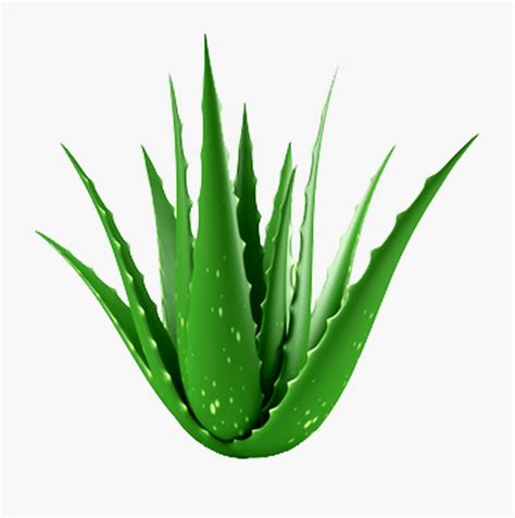 Aloe Vera Clipart , Png Download - Aloe Vera Plant , Free Transparent ...