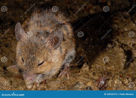 Mouse Fam. Muridae Near Toudon, France Royalty Free Stock Image - Image ...