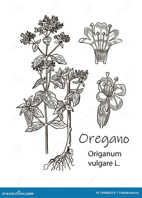 Ink Oregano Herbal Detalied Illustration Hand Drawn Botanical Sketch