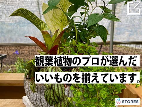 グリーンフェスのチラシができました🌵 スタッフブログ 観葉植物レンタルならグリーンテック株式会社