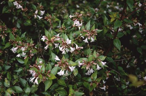 Abelia × Grandiflora Glossy Abelia Shrubsrhs