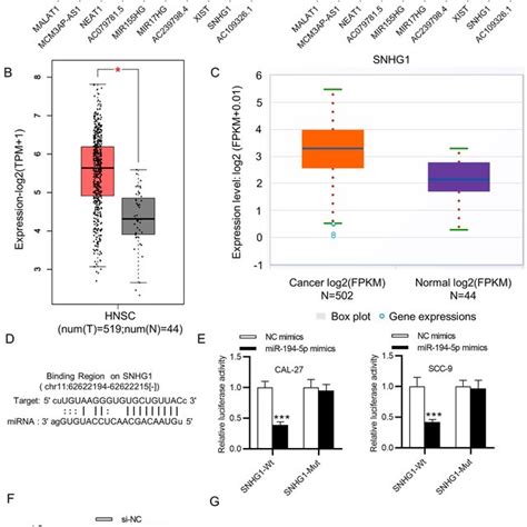 Snhg1 Binds To Mir 194 5p To Upregulate Mtfr1 A The Connection Between