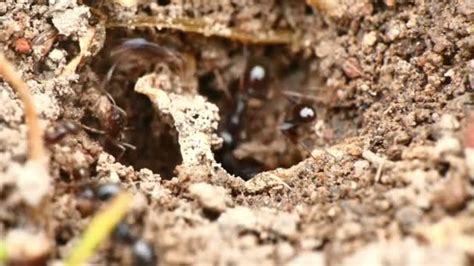 Black ants in the nest 4k — Stock Video © alexnako #108061426