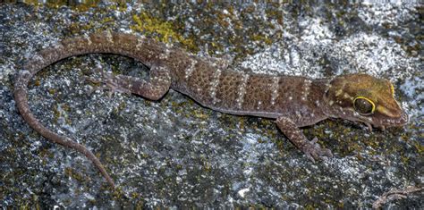 New gecko species from Timor-Leste hints at island's unknown ...