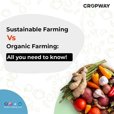 Sustainable Farming Vs Organic Farming Cropway