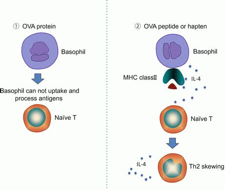 Mast Cells and Basophils | Plastic Surgery Key