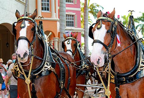 Budweiser Clydesdales | Suncoast Beverage Sales