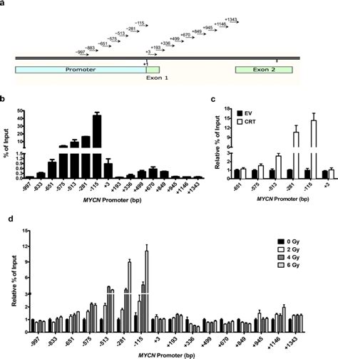 Crt Binds To 5′ Promoter Of Mycn And Regulates Promoter Activity A