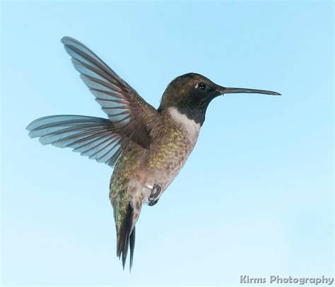 Arizona Hummingbirds