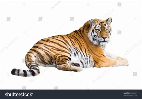 Siberian Tiger Lying Isolated On White Stock Photo Shutterstock