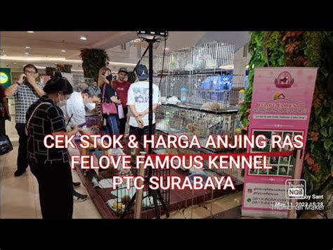 Cek Stok Harga Anjing Ras Cici Fey Di Ptc Surabaya Youtube