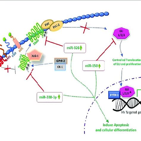 Mirnas Targeting Smo Oncogenic Hedgehog Pathway To Induce Apoptosis