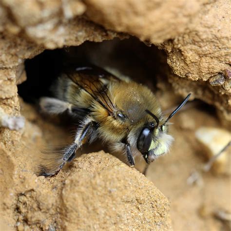 TrogTrogBlog: The hairy-footed flower bee
