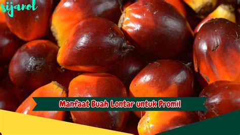 Ingin Cepat Hamil Yuk Coba 5 Manfaat Buah Lontar Untuk Promil Yang Tak