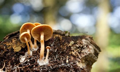 Hutan Mycelia Lembang: Panduan Wisata Malam di Tengah Hutan Pinus - JNEWS Online