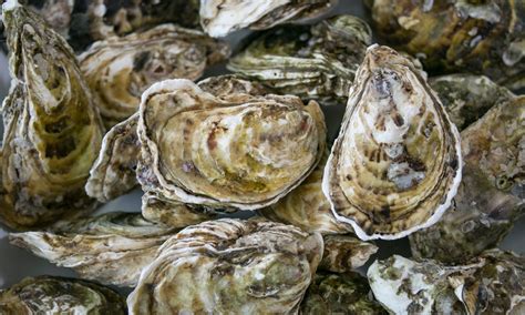humble mollusk  save shorelines  rising seas  magazine