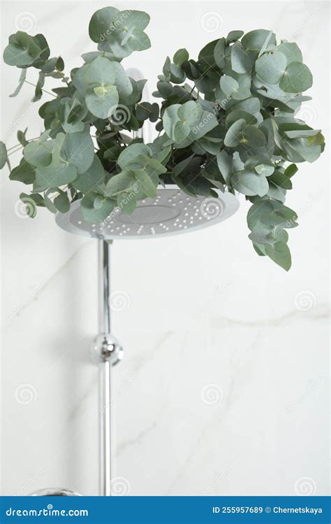 Branches with Green Eucalyptus Leaves in Shower Stock Image - Image of bundle, care: 255957689