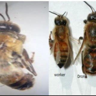 Morphology of Apis mellifera; A. Individual Apis mellifera and B ...