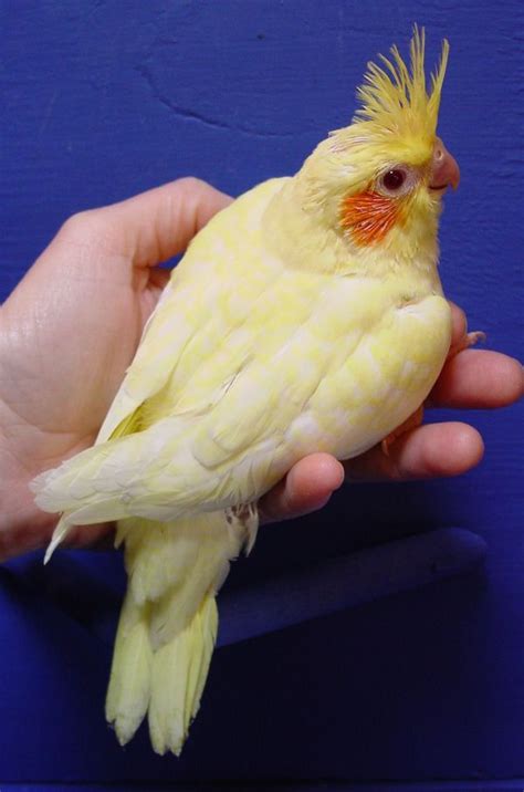 Lutino Cockatiel Types Lifespan Breeding Food Care PetsHoods