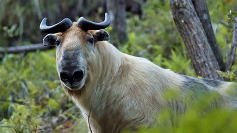 Takins Spotted In Yunnan Are They Sheep Or Cows Cgtn