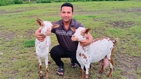 Extreme Quality Barbari Female Collection Of Ms Barbari Goat Farm