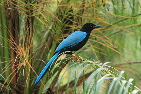 Yucatan Jay Cyanocorax Yucatanicus