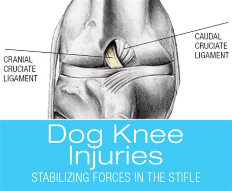 Canine Cranial Cruciate Ligaments: Stabilizing Forces in the Canine Stifle