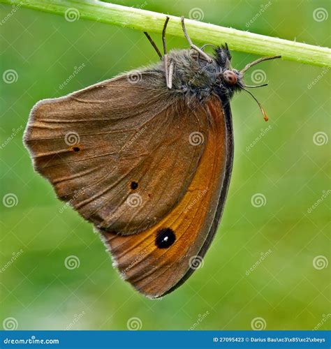 brown moth stock image image  jurtina garden fauna