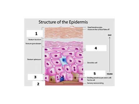 Layers Of The Epidermis Diagram