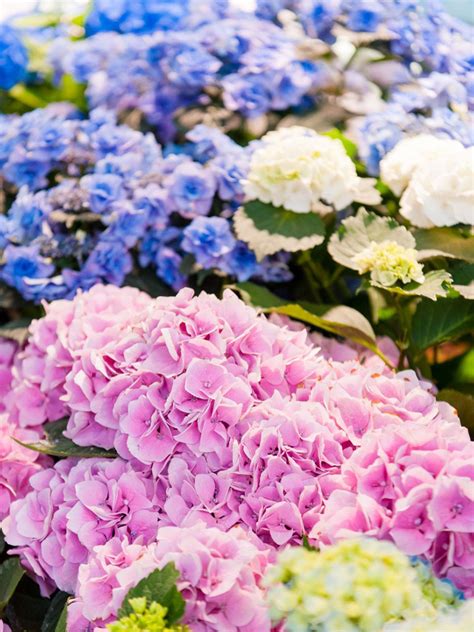 Hydrangea Plant Types: Different Hydrangea Plants For The Garden