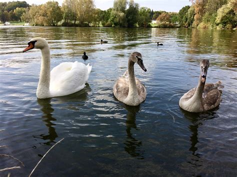 Swan Naturaleza Aves Foto Gratis En Pixabay Pixabay