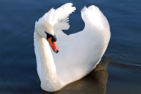 Mute Swan National Bird Of Denmark