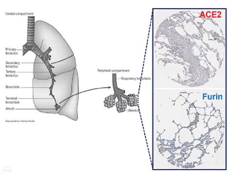 Expressions Of Ace And Furin In The Alveolar Epithelial Cells The