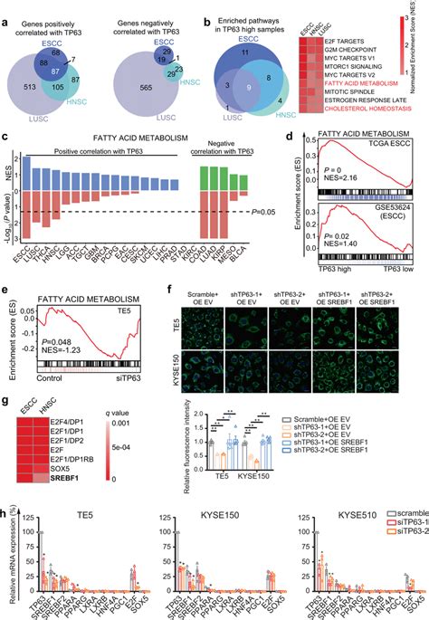 Tp63 Regulates Fatty Acid Metabolism Pathway Through Srebf1 In Sccs A