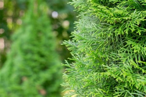 Are Arborvitae Deer Resistant Plus 3 Tips To Protect Them The