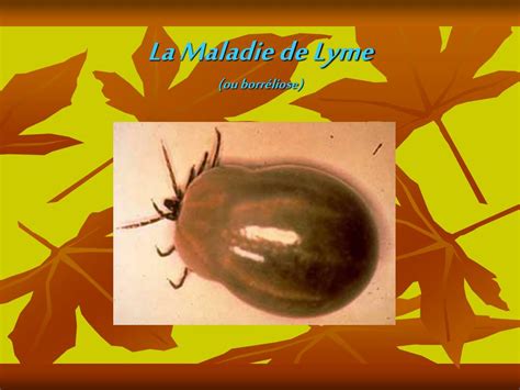 PPT La Maladie de Lyme ou borréliose PowerPoint Presentation free